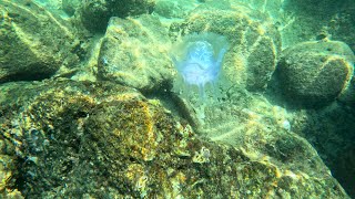 ALIEN JELLYFISH!: Phuket Snorkeling (Kata Beach) (4K)