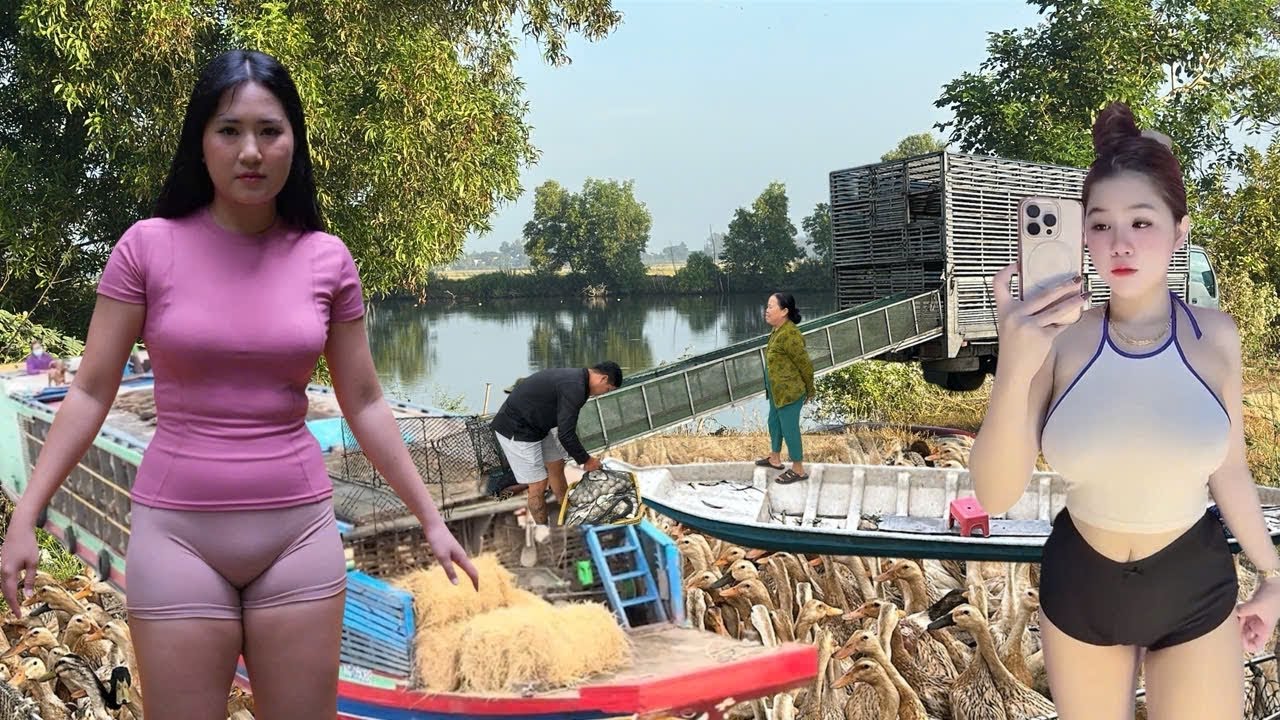 A close-up view of the sophisticated migration techniques of free-range ducks.