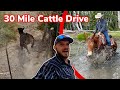 Herding Cattle Isn't Always Easy: Vlog 45