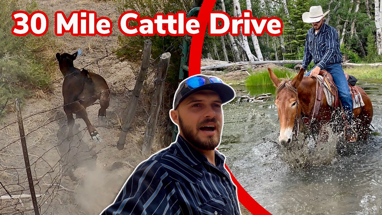 Herding Cattle Isn't Always Easy: Vlog 45