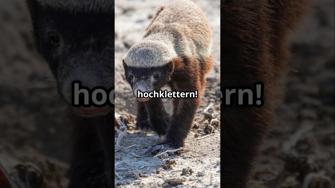Unglaubliche Fakten über den Honigdachs! 🦡 🍯