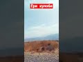 #shorst Ёри кулоби