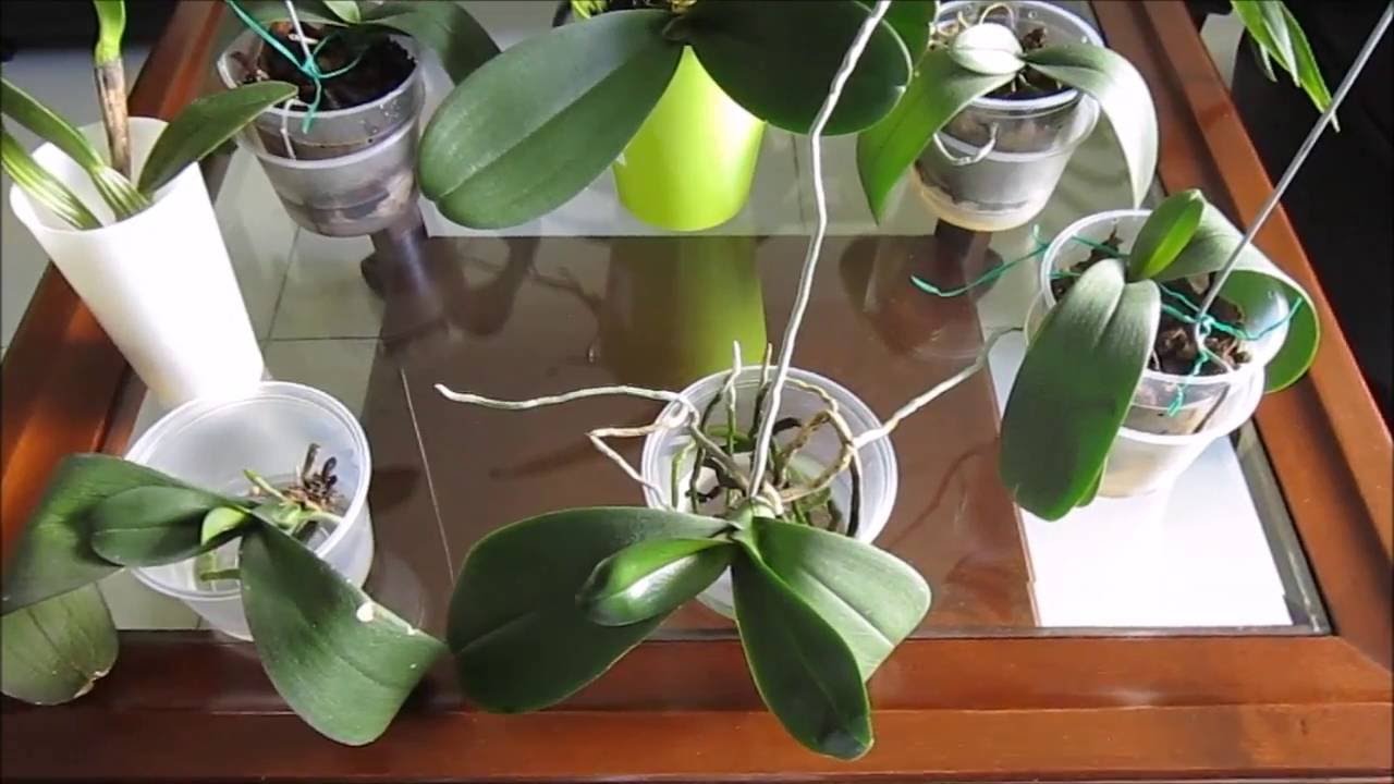 Discusión sobre el cultivo en semi-agua: ventajas y desventajas (parte 2 de 3)