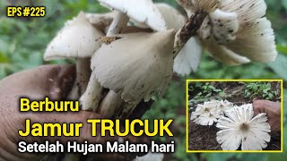 Download Lagu Berburu Jamur Trucuk Bonus Jamur Barat Jumbo Eps #225 | 2025 MP3