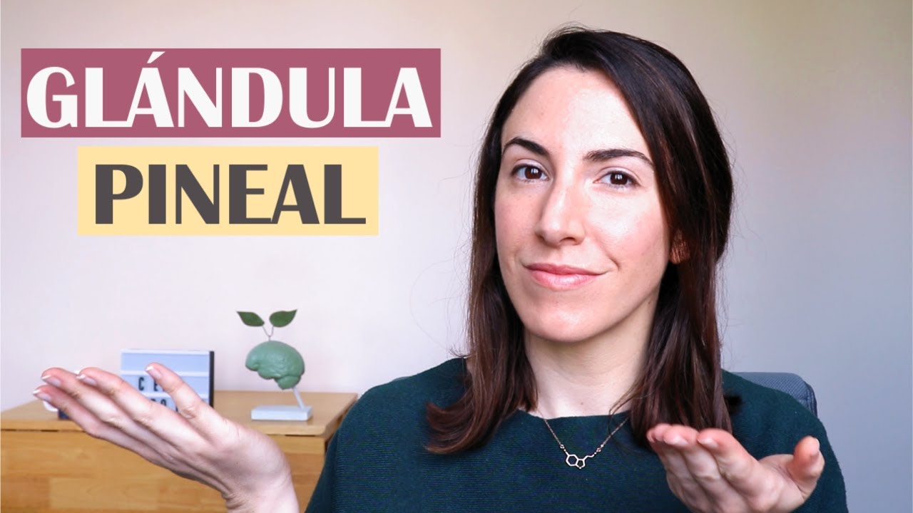 La glándula pineal - El diccionario del cerebro