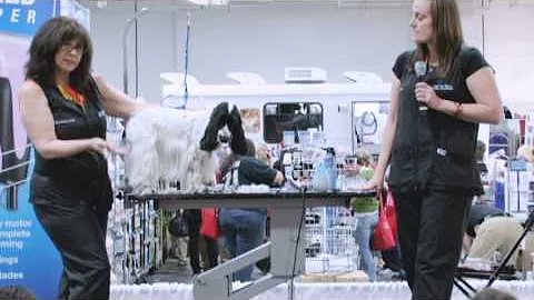 Diane Betelak Springer Spaniel Demo