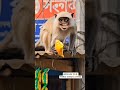 बदमाश बंदर 🐒🤣 #funny #funnyanimal #comedy #comedyvedio #thethar #thetharanimals