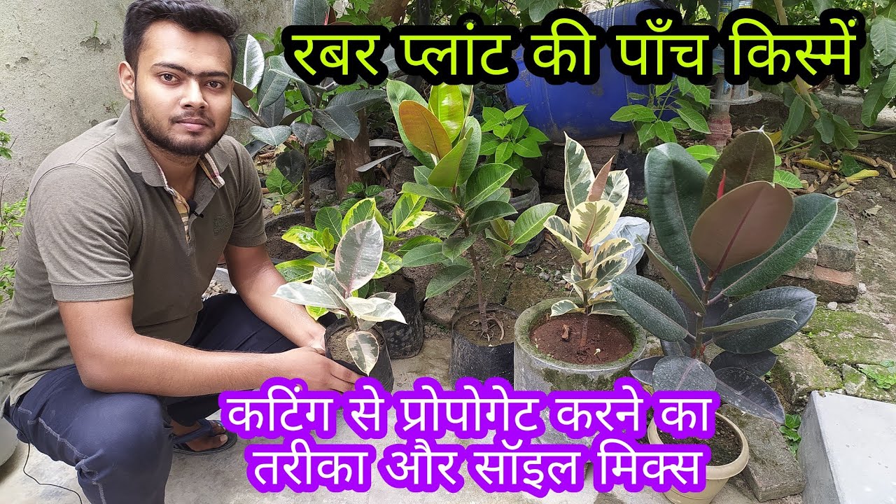 Rubber Plant, Varieties and Propagation from Cutting YouTube