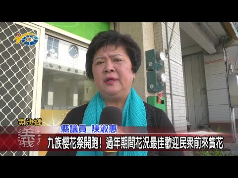 20210202 民議新聞 九族櫻花祭開跑！過年期間花況最佳歡迎民眾前來賞花(縣議員 陳淑惠)