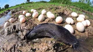 Download Lagu Best hand fishing - man catch fish and pick a lot of duck eggs in mud water in rice field near road MP3 Download Lagu Best hand fishing - man catch fish and pick a lot of duck eggs in mud water in rice field near road MP3