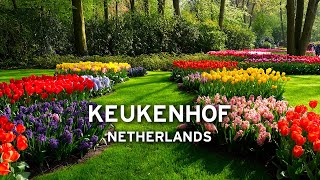 Keukenhof in May  Netherlands   [4K]