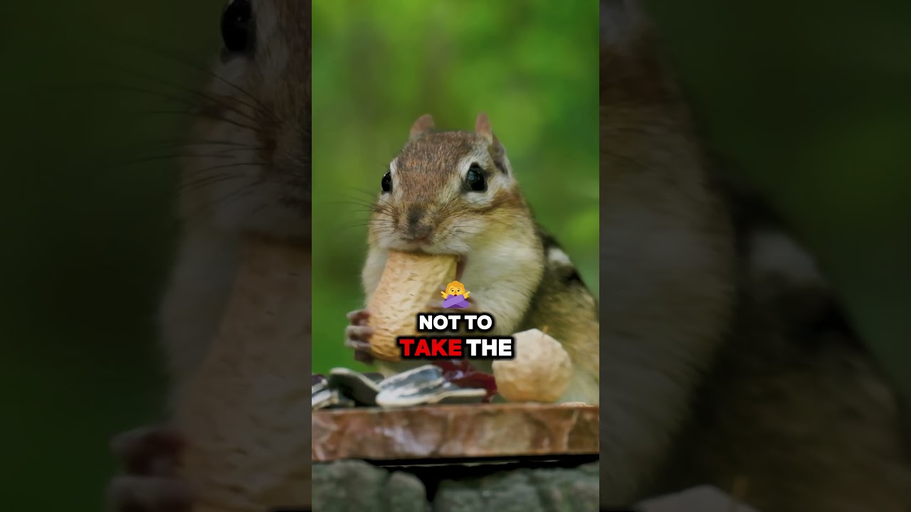 What is The Buddhist Way of Life?  