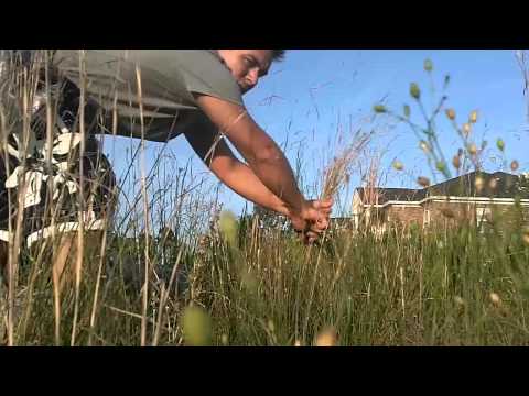 فيديو: استخدام Cattails كمهاد - نصائح حول صنع المهاد من نباتات البركة