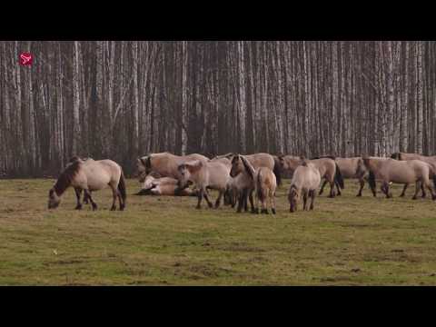 Kans dat verhuisde konikpaarden geslacht worden is groot
