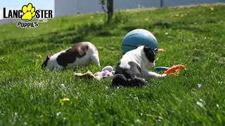 Cheerful Boston Terrier Puppies by Lancaster Puppies 26 views 2 days ago 57 seconds