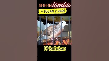 perkutut bangkok BAHAN LOMBA SUPER tengah banyak ujung PANJANG AJO-2328 HORNET