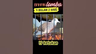 perkutut bangkok BAHAN LOMBA SUPER tengah banyak ujung PANJANG AJO-2328 HORNET