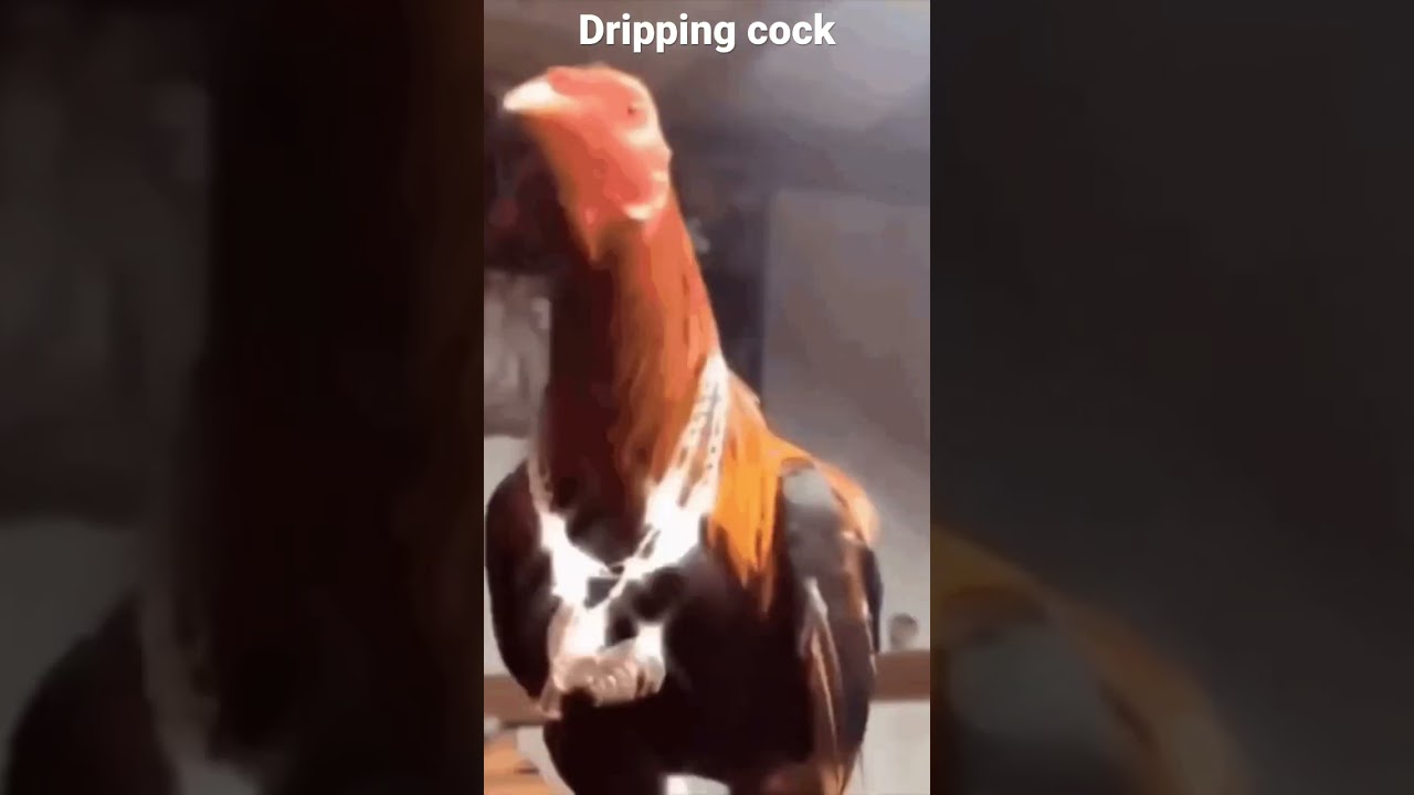 Watch dripping cock on YouTube Watch dripping cock on YouTube
