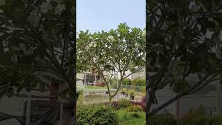 Download Lagu Bunga Kamboja Putih #shorts #kamboja MP3