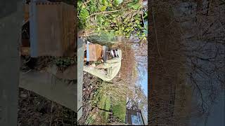 het geluid van een moerloos volk #honingbij #bee #beekeeper  #imkerij #queen