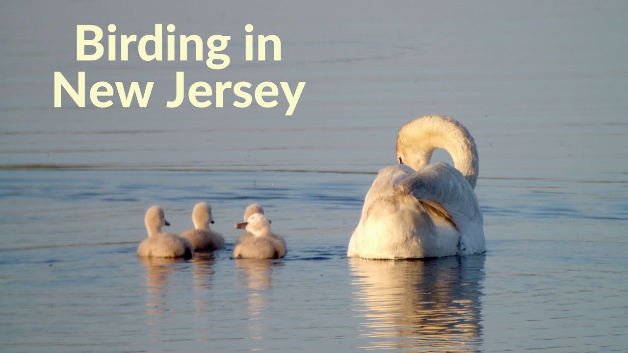 Birding in New Jersey