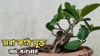 Bonsai with Deadwood