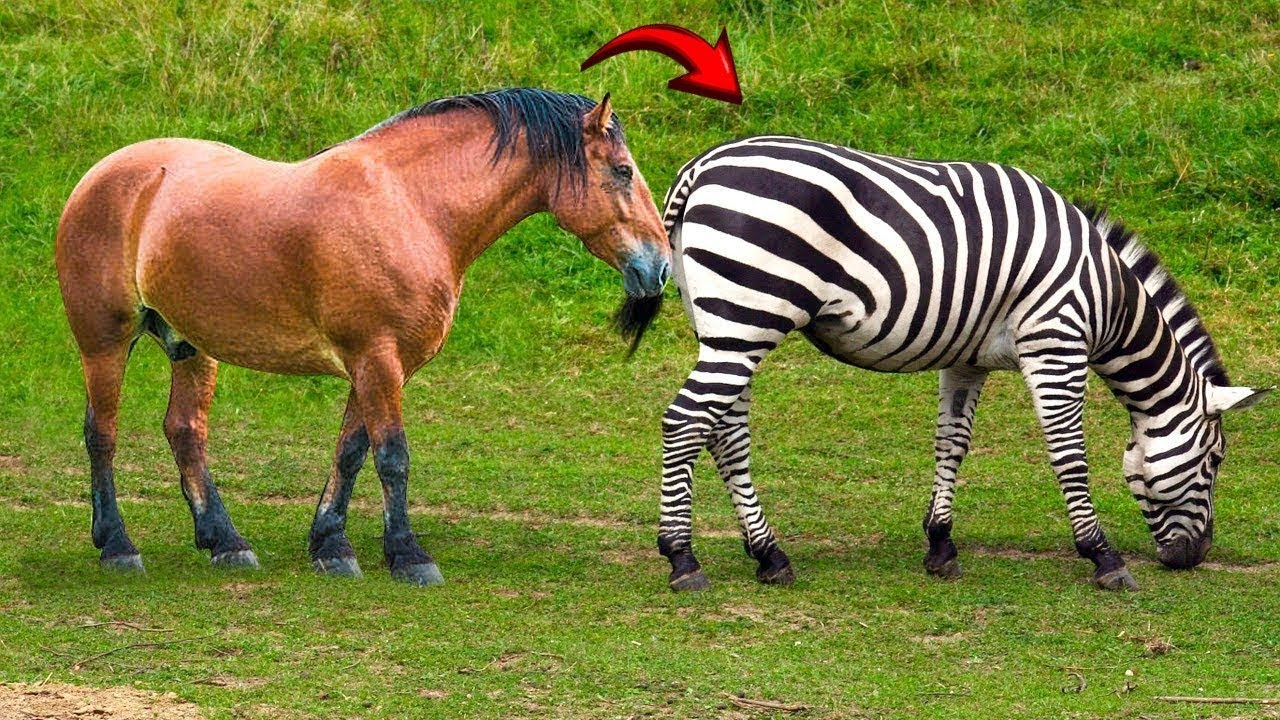 Caballo Cruzado Con Cebra - YouTube
