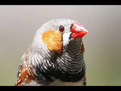 Сітківка птахів процвітає без кисню: 400-річна таємниця розгадана