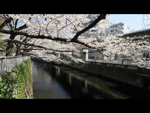 靖国神社、外濠公園、神田川の桜 2021年3月16日～2021年3月26日（令和3年）