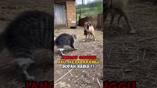 Download Lagu PERTARUNGAN KUCING VERSUS ANJING MP3