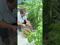 With a small vegetable garden, you'll have an endless supply of fresh
