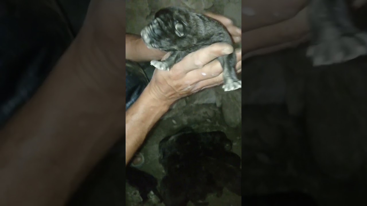 feeding puppys new Bron 