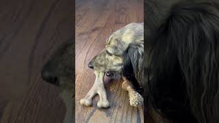 Benebone Puppy Chew 2-Pack Wishbone Dental Toy For Teething Puppies