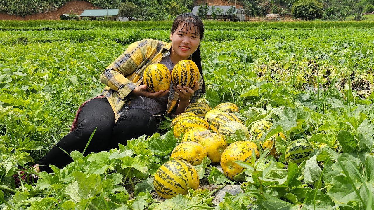Harvesting yellow melon garden to sell to market & Taking care of livestock | Linh's Life