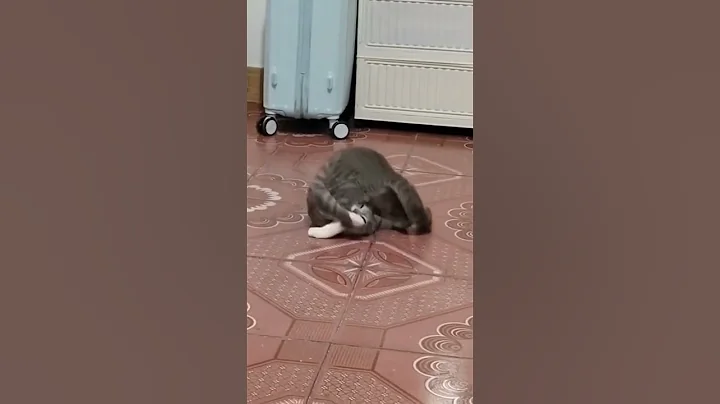 Watch the video about Cat dive 😂😂🤣 #cat #reaction #funny #love #baby #pets #comedy #catvideos #toyhouse #fun