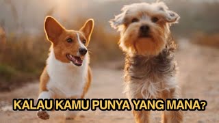 15 DAFTAR JENIS ANJING RAS YANG BISA DI PELIHARA DIRUMAH