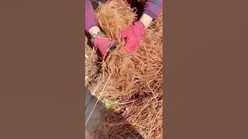 cool technique to make rope from straw using simple tools #shorts