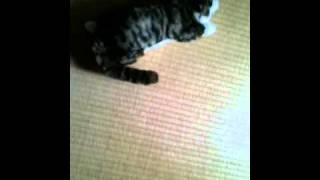 笑う猫ぬいぐるみ