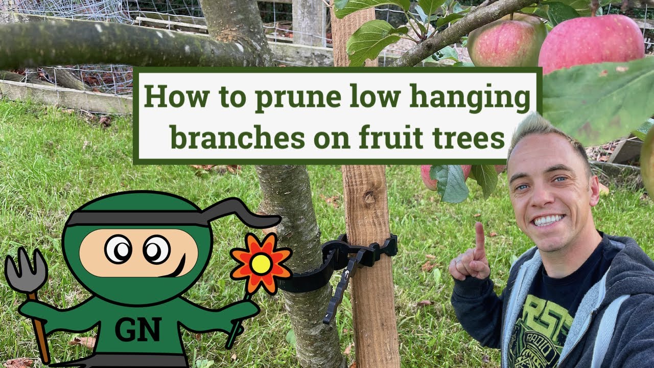 How to Prune Low Hanging Fruit Tree Branches The Easy Way YouTube
