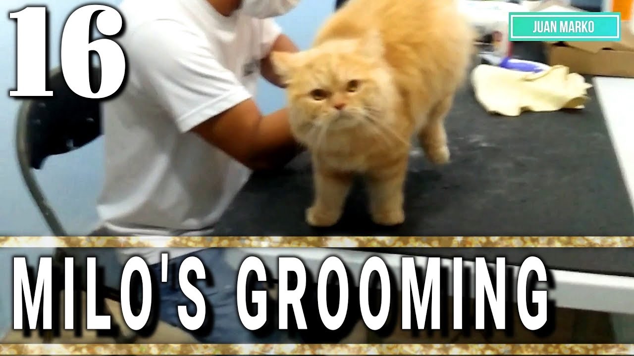 Milo's Grooming Session