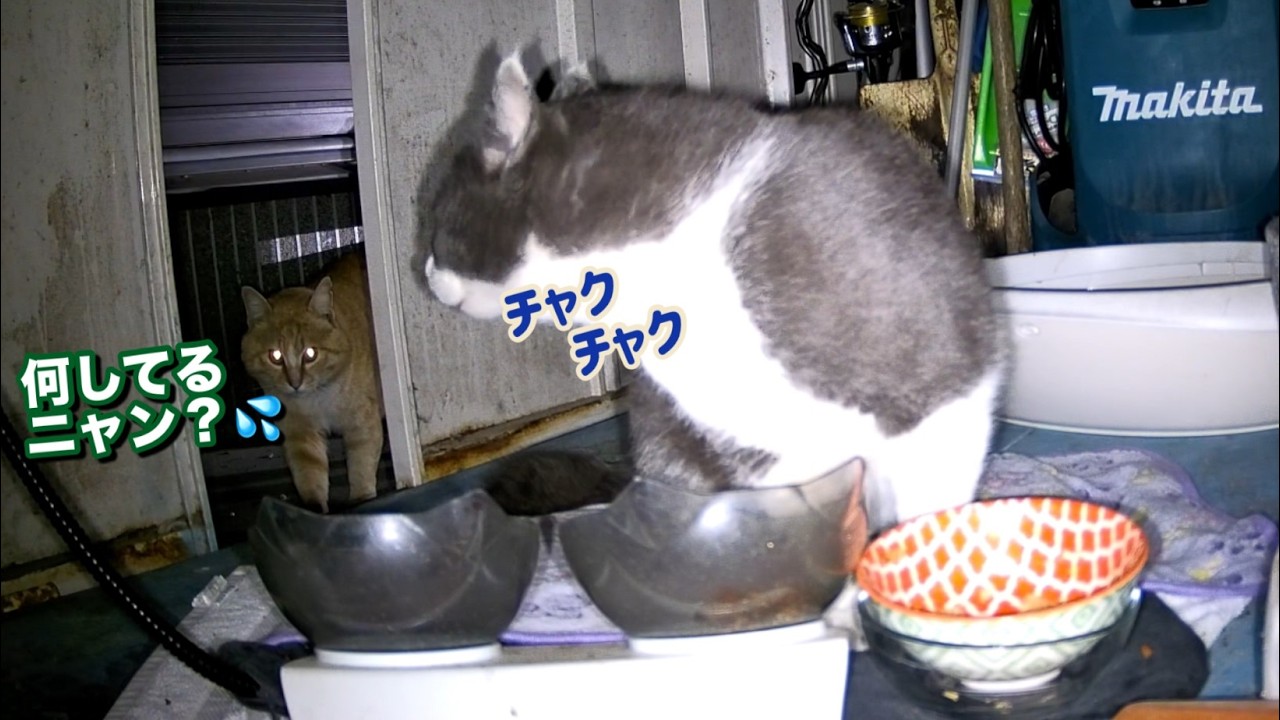 片足を怪我をした野良猫さん大ピンチに取った行動がこちら…