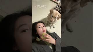 내한입 너한입  #유머 #강아지