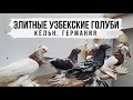 Узбекские двухчубые голуби Игоря Тейхриба из г. Кёльн, Германия. Usbekischen Tauben von I.Teichrieb