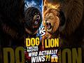 Tibetan Mastiff vs Lion: Is a Mastiff Just a Lion That Forgot How to Roar?