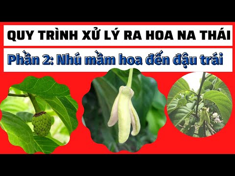 Video Quy trình xử lý ra hoa na Thái | Phần 2: Nhú mầm hoa... - youtube