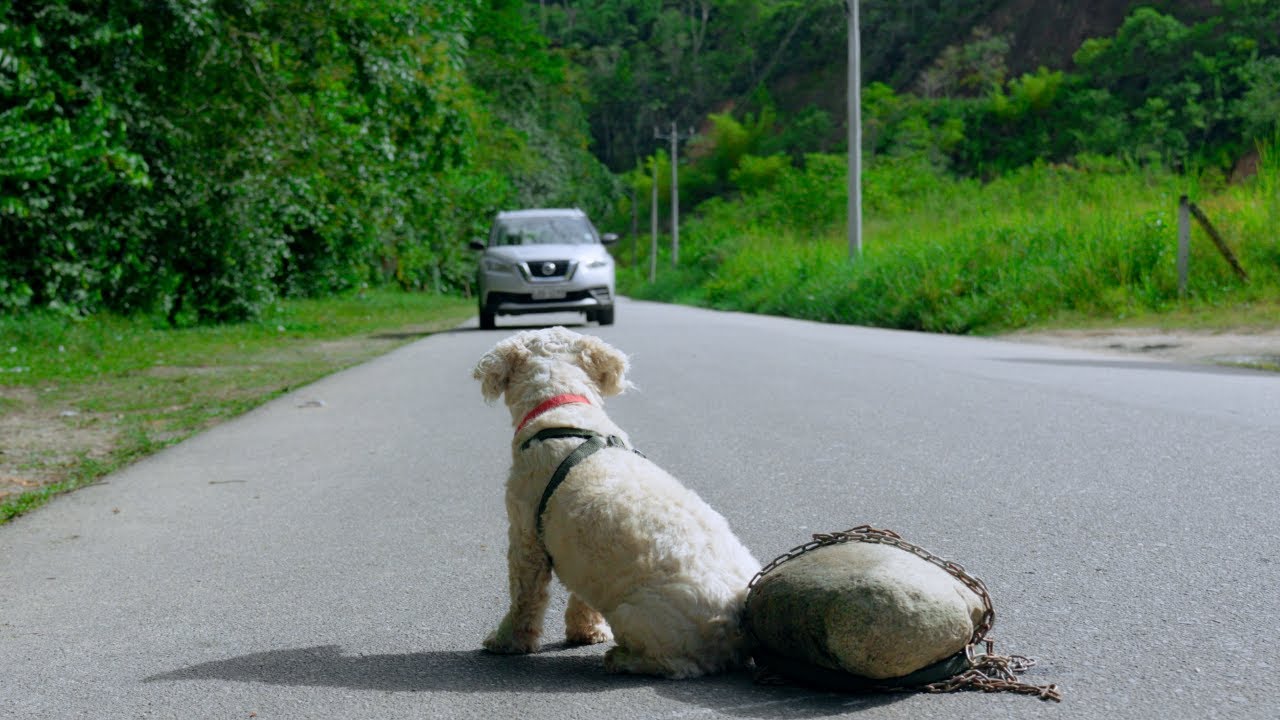 Quiso desaparecer a la mascota de su jefa y todo se reveló en una entrevista