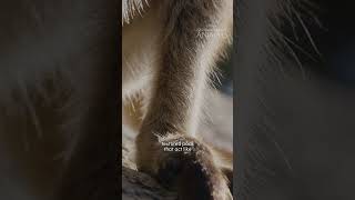 Rock-Wallabies Are Parkour Experts