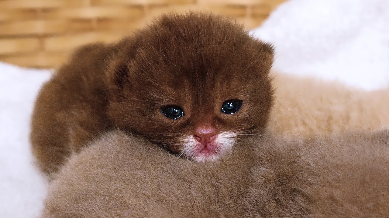 What's REALLY Going on with This Tiny Rescue Kitten? Subtitles