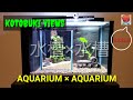 【AQUARIUM】スタイリッシュ水槽【コトブキ工芸 views】レビュー!