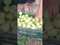 #funny #comedy #vlog #song #bhojpuri #life #trendingshorts #youtubeshorts #trending #village